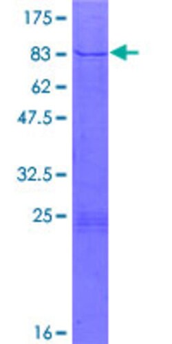 Abnova Human ZZZ3 Full-length ORF (AAH35079.1, 1 a.a. - 409 a.a.) Recombinant Protein with GST-tag at N-terminal 2 &mu;g | Buy Online | Abnova&trade; | Fisher Scientific
