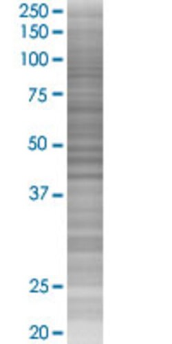 Abnova PCDHGA5 293T Cell Transient Overexpression Lysate (Denatured) 100 &mu;l | Buy Online | Abnova&trade; | Fisher Scientific