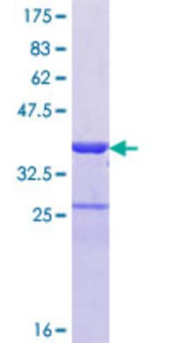 Abnova Human TRAF3IP3 Partial ORF (NP_079504.1, 231 a.a. - 330 a.a.) Recombinant Protein with GST-tag at N-terminal