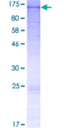 Abnova Human FCRL5 Full-length ORF (AAI01068.1, 1 a.a. - 977 a.a.) Recombinant