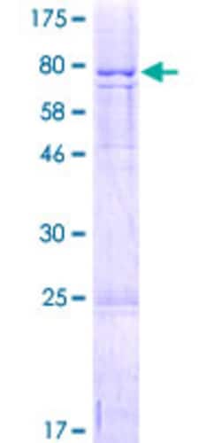 Abnova Human FAM126A Full-length ORF (NP_115970.2, 1 a.a. - 521 a.a.) Recombinant Protein with GST-tag at N-terminal 2 &mu;g | Buy Online | Abnova&trade; | Fisher Scientific
