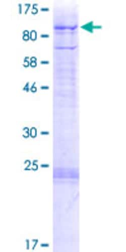Abnova™ Human ZFAND4 Full-length ORF (AAH48968.1, 1 a.a. - 653 a.a.) Recombinant Protein with GST-tag at N-terminal