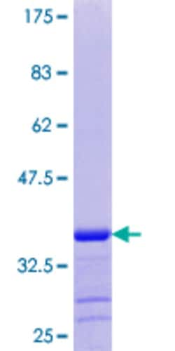 Abnova&trade;&nbsp;Human GNG8 Full-length ORF (NP_150283.1, 1 a.a. - 70 a.a.) Recombinant Protein with GST-tag at N-terminal:  