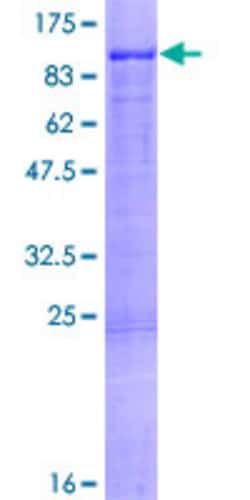 Abnova™ Human FOXP4 Full-length ORF (NP_001012427.1, 1 a.a. - 678 a.a.) Recombinant Protein with GST-tag at N-terminal