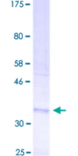 Abnova™ Human ROMO1 Full-length ORF (ADZ15662.1, 1 a.a. - 79 a.a.) Recombinant Protein with GST-tag at N-terminal