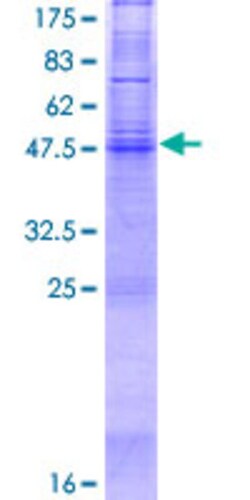 Abnova™ Human PAQR3 Full-length ORF (AAH47510.1, 1 a.a. - 269 a.a.) Recombinant Protein with GST-tag at N-terminal