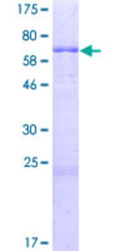 Abnova Human KCTD7 Full-length ORF (NP_694578.1, 1 a.a. - 289 a.a.) Recombinant Protein with GST-tag at N-terminal 2 &mu;g | Buy Online | Abnova&trade; | Fisher Scientific