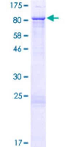 Abnova™ Human ZNF169 Full-length ORF (AAH47702.1, 1 a.a. - 590 a.a.) Recombinant Protein with GST-tag at N-terminal