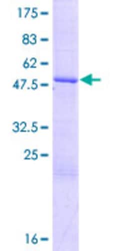 Abnova Human LOC222701 Full-length ORF (XP_945526.1, 1 a.a. - 269 a.a.)