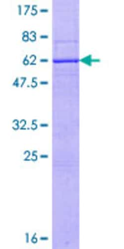 Abnova&trade;&nbsp;Human RNF212 Full-length ORF (AAI01261.1, 1 a.a. - 297 a.a.) Recombinant Protein with GST-tag at N-terminal 25&mu;g 