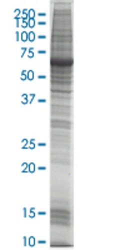 Abnova GJB4 HEK293 Cell Transient Overexpression Lysate (Nondenatured) 100 &mu;g | Buy Online | Abnova&trade; | Fisher Scientific