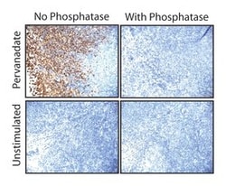 Syk (pY348) Mouse, Unlabeled, Clone: I120-722, BD 50 &mu;g | Buy Online | BD Biosciences | Fisher Scientific
