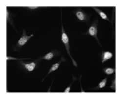 p27 (Kip1) Mouse, Unlabeled, Clone: G173-524, BD 0.1mg; Unlabeled:Antibodies,
