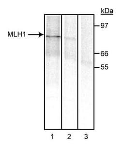 MLH1 Mouse anti-Human, Unlabeled, Clone: G168-728, BD 0.1mg; Unlabeled:Antibodies,