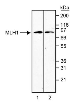 MLH1 Mouse anti-Human, Unlabeled, Clone: G168-728, BD 0.1mg; Unlabeled:Antibodies,
