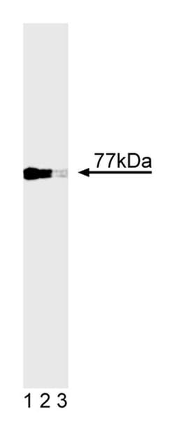 Nur77 Mouse anti-Mouse, Unlabeled, Clone: 12.14, BD 0.1mg; Unlabeled:Antibodies,