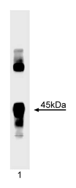 MyoD Mouse, Unlabeled, Clone: MOAB 5.8A, BD 0.1mg; Unlabeled:Antibodies,