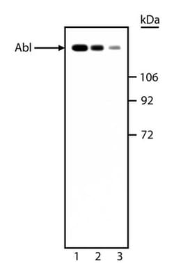ABL Mouse, Unlabeled, Clone: 8E9, BD 0.1mg; Unlabeled:Antibodies, Monoclonal