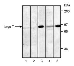 SV40 Large T Antigen Mouse, Unlabeled, Clone: PAB 101, BD 0.1 mg | Buy Online | BD Biosciences | Fisher Scientific