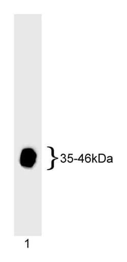 Adenovirus Type 5 E1A Mouse anti-Human, Unlabeled, Clone: M58, BD 0.1mg;