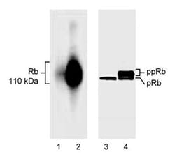 Underphosphorylated Retinoblastoma Mouse anti-Human, Unlabeled, Clone: