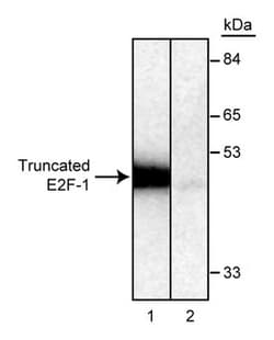 E2F-1 Mouse anti-Human, Unlabeled, Clone: KH95/E2F, BD 0.1mg; Unlabeled:Antibodies,