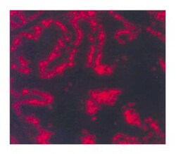Androgen Receptor Mouse anti-Human, Unlabeled, Clone: G122-25, BD 0.1mg;