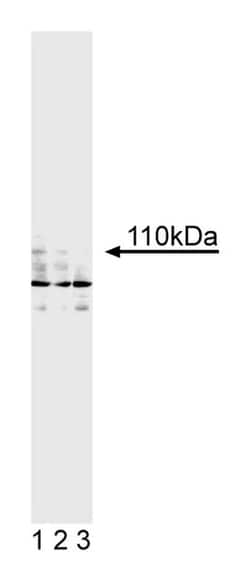 Androgen Receptor Mouse anti-Human, Unlabeled, Clone: G122-434, BD 0.1mg;