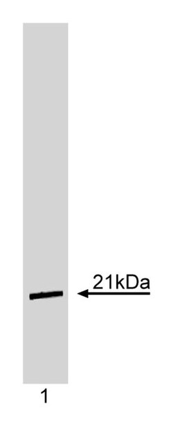 p21 Mouse anti-Human, Unlabeled, Clone: 6B6, BD 0.1 mg | Buy Online | BD Biosciences | Fisher Scientific