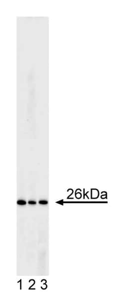 Bcl-2 w/control Hamster anti-Human, Unlabeled, Clone: 6C8, BD:Antibodies:Primary