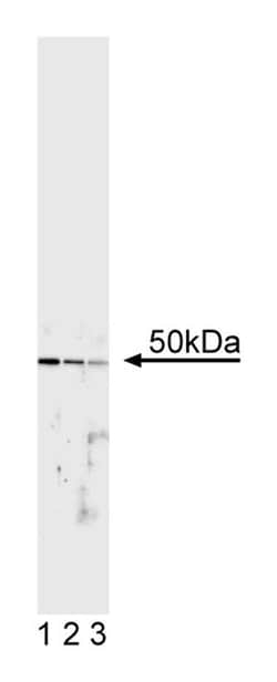 TFE3 Mouse anti-Mouse, Unlabeled, Clone: G138-312, BD 0.1mg; Unlabeled:Antibodies,