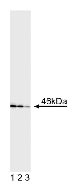 JNK1/JNK2 Mouse anti-Human, Unlabeled, Clone: G151-666, BD 0.1mg; Unlabeled:Antibodies,