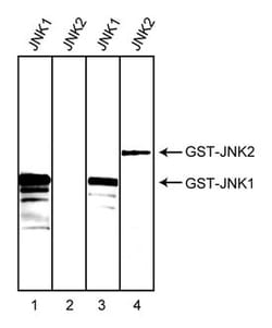 JNK1/JNK2 Mouse anti-Human, Unlabeled, Clone: G151-666, BD 0.1mg; Unlabeled:Antibodies,