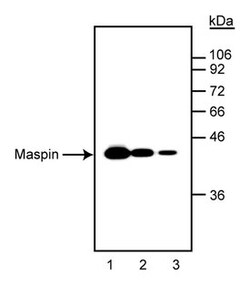 Maspin Mouse anti-Human, Unlabeled, Clone: G167-70, BD 0.1mg; Unlabeled:Antibodies,