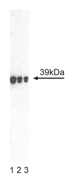 SOX1 Mouse anti-Human, Unlabeled, Clone: N23-844, BD 0.1mg; Unlabeled:Antibodies,