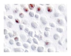 IL-10 Rat anti-Mouse, Unlabeled, Clone: JES5-16E3, BD 0.25mg; Unlabeled:Antibodies,