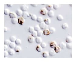 TNF Rat anti-Mouse, Unlabeled, Clone: MP6-XT22, BD 0.25mg; Unlabeled:Antibodies,