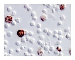 IL-6 Rat anti-Human, Unlabeled, Clone: MQ2-6A3, BD 0.25mg; Unlabeled:Antibodies,