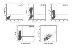 HiCK-1 Cytokine Positive Control Cells, BD 1mL:Antibodies
