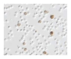 IL-1 Mouse anti-Human, Unlabeled, Clone: AS10, BD 0.25mg; Unlabeled:Antibodies,