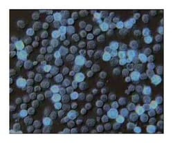 IFN- Mouse anti-Human, Unlabeled, Clone: B27, BD 0.25mg; Unlabeled:Antibodies,