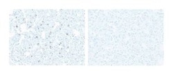 Mac-3 Rat anti-Mouse, Unlabeled, Clone: M3/84, BD 1mL; Unlabeled:Antibodies,