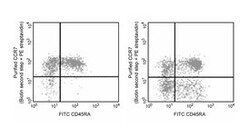 CD197 (CCR7) Mouse anti-Human, Unlabeled, Clone: 2H4, BD 0.25 mg | Buy Online | BD Biosciences | Fisher Scientific