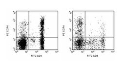 CCR4 Mouse anti-Human, PE, Clone: 1G1, BD 0.2mg; PE:Antibodies, Monoclonal