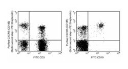CXCR5 Rat anti-Human, Unlabeled, Clone: RF8B2, BD 0.1mg; Unlabeled:Antibodies,
