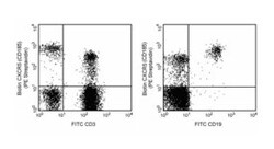 CXCR5 Rat anti-Human, Biotin, Clone: RF8B2, BD 100 Tests; Biotin:Antibodies,