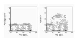 Siglec-F Rat anti-Mouse, PE, Clone: E50-2440, BD 25&mu;g; PE:Antibodies,