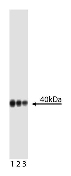 Wnt16 w/control Mouse anti-Human, Unlabeled, Clone: F4-1582, BD 50&mu;g;