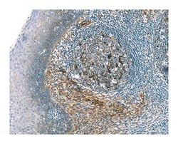 Clusterin Mouse anti-Human, Unlabeled, Clone: E5, BD 1mL; Unlabeled:Antibodies,