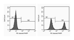 PARP (Asp214), Cleaved Mouse anti-Human, PE, Clone: F21-852, BD 100 Tests | Buy Online | BD Biosciences | Fisher Scientific